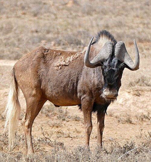 Black Wildebeest